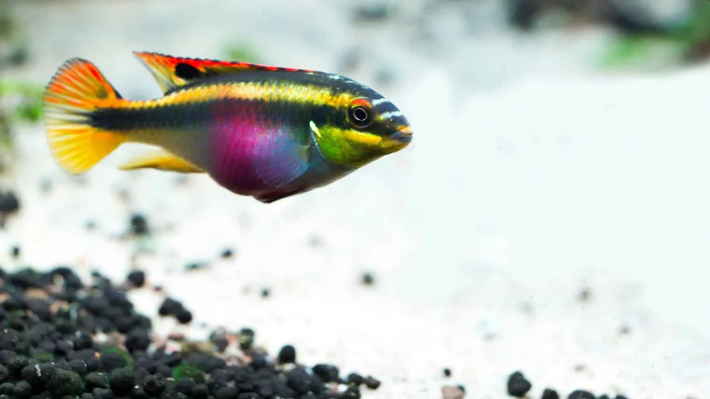 Rainbow-fish-kribensis-2