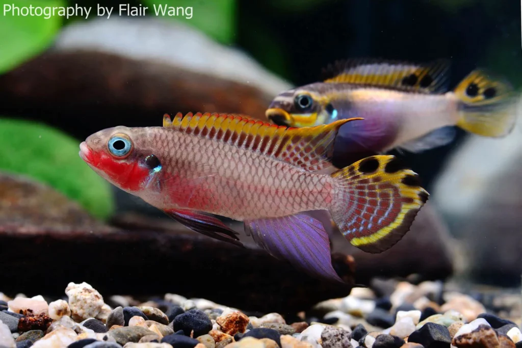 Rainbow-fish-kribensis-20