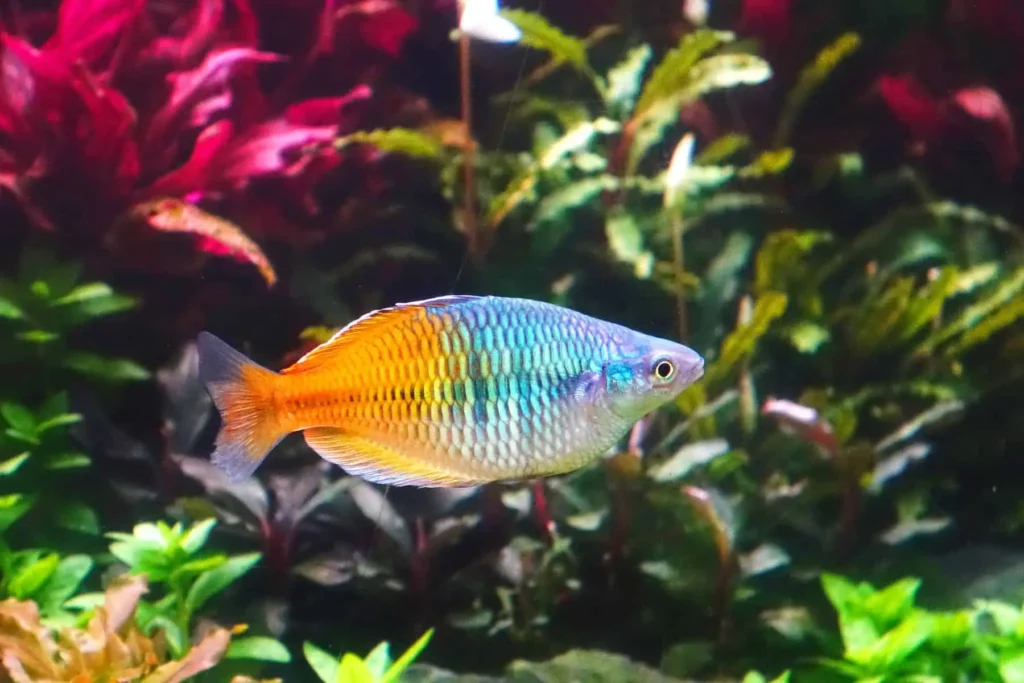 Rainbow-fish-kribensis-21
