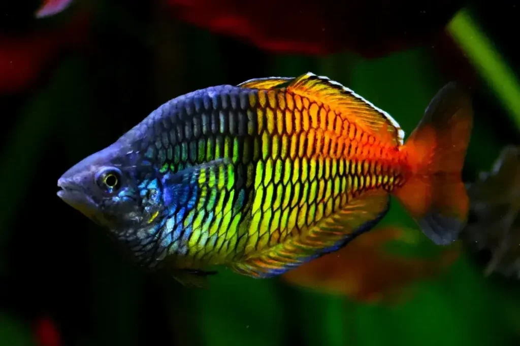 Rainbow-fish-kribensis-24