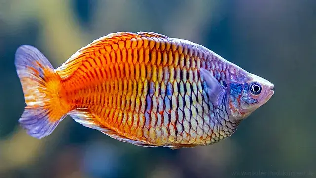 Rainbow-fish-kribensis-27