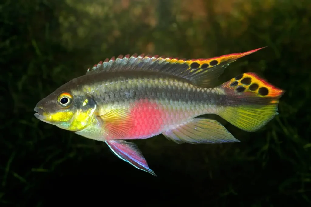 Rainbow-fish-kribensis-3