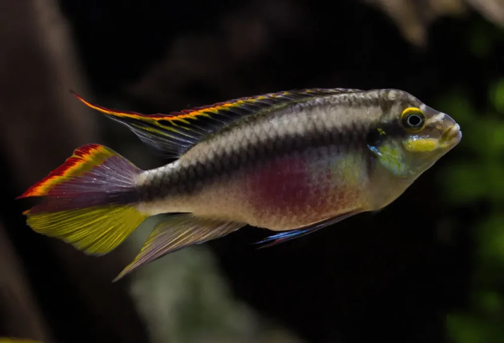 Rainbow-fish-kribensis-4