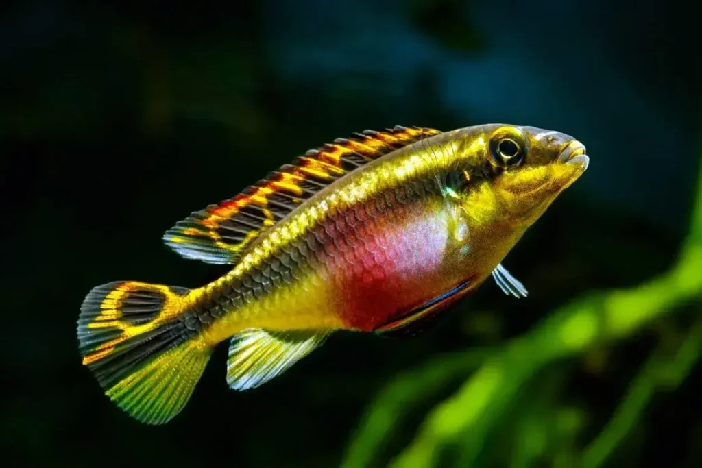 Rainbow-fish-kribensis-6