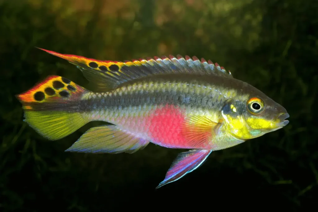 Rainbow-fish-kribensis-7