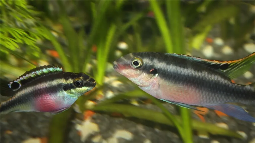 Rainbow-fish-kribensis-8