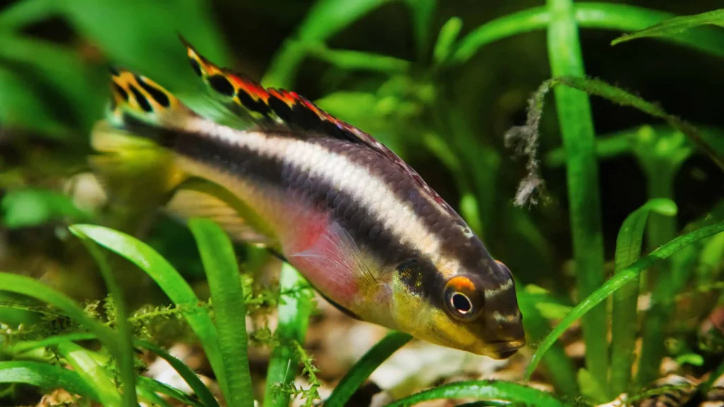 Rainbow-fish-kribensis-9