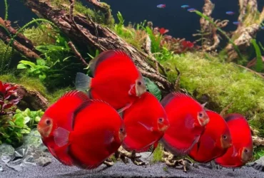 Red Discus 1