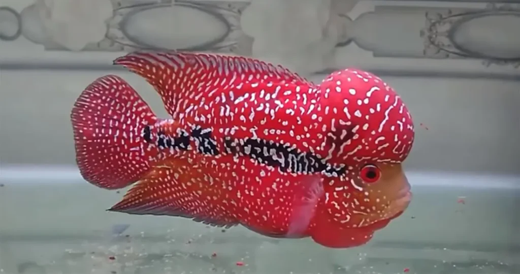 Red Flowerhorn Fish 1
