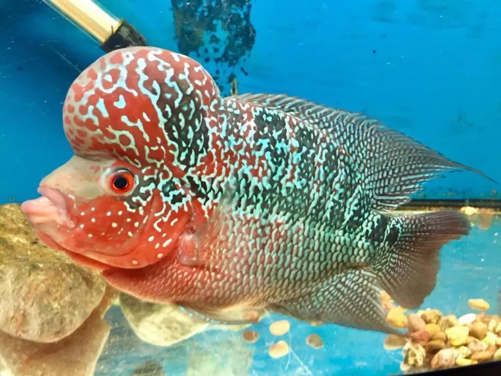 Red Flowerhorn Fish 10