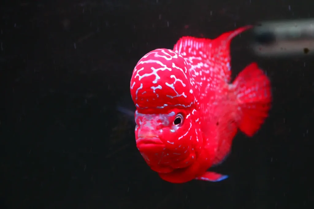Red Flowerhorn Fish 13