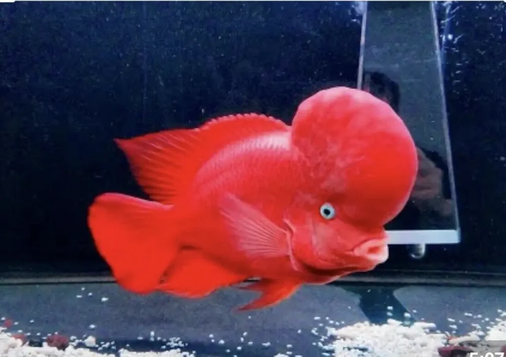 Red Flowerhorn Fish 14