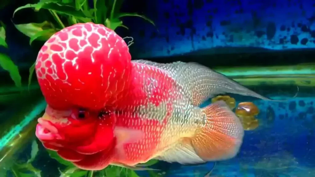 Red Flowerhorn Fish 16