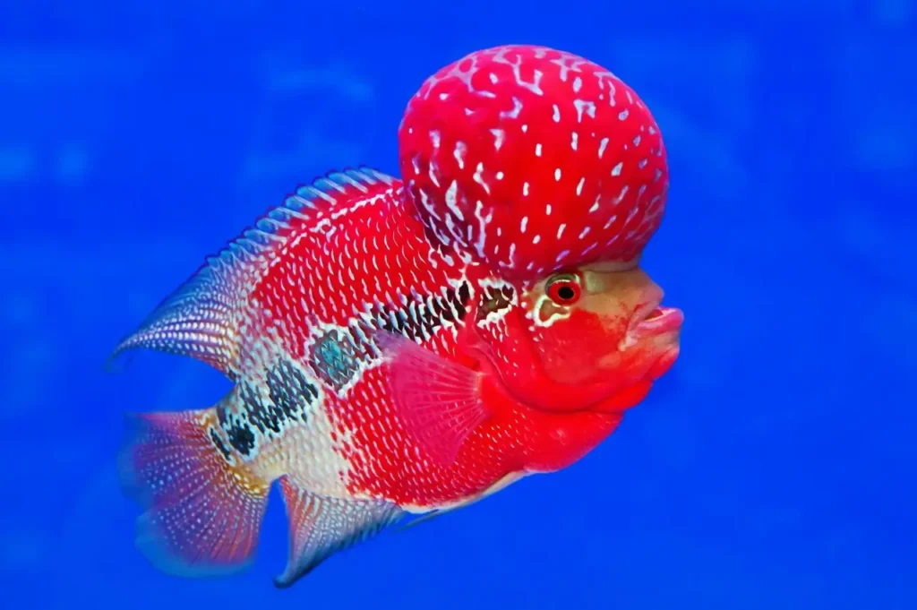 Red Flowerhorn Fish 17