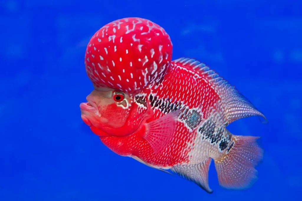 Red Flowerhorn Fish 2