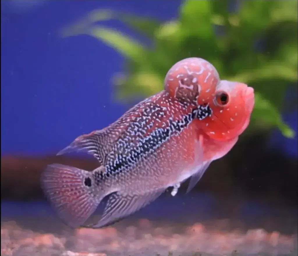 Red Flowerhorn Fish 3