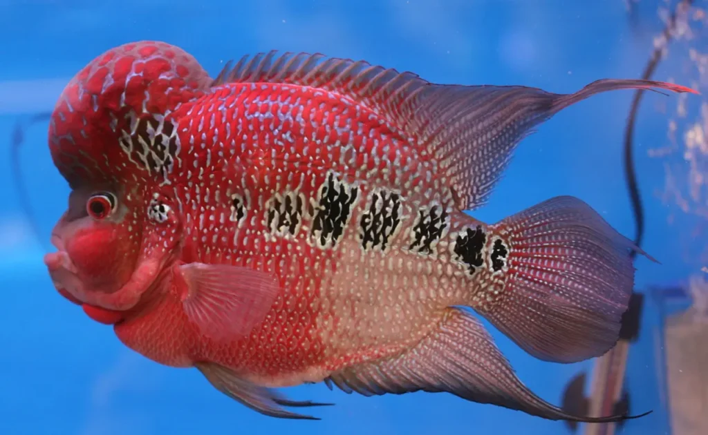 Red Flowerhorn Fish 4