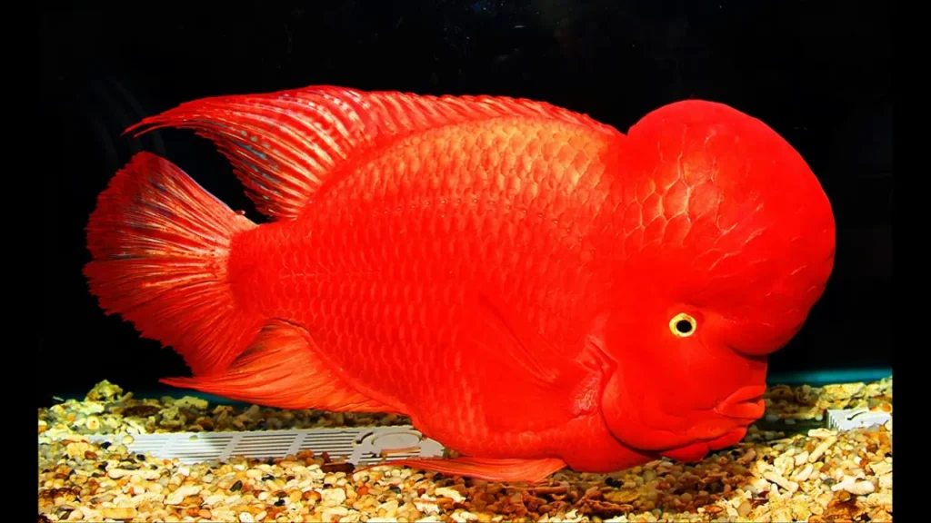 Red Flowerhorn Fish 5