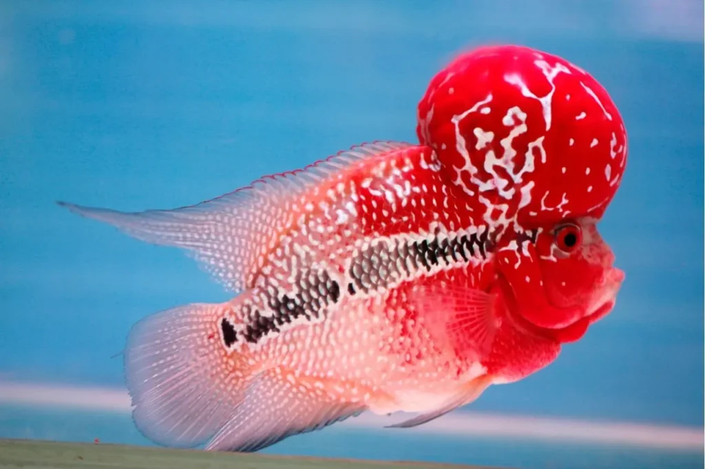 Red Flowerhorn Fish 6