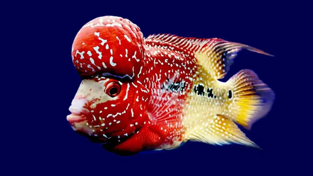 Red Flowerhorn Fish 7