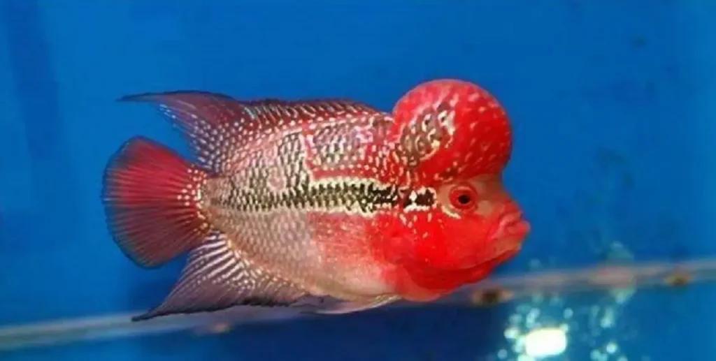 Red Flowerhorn Fish 8