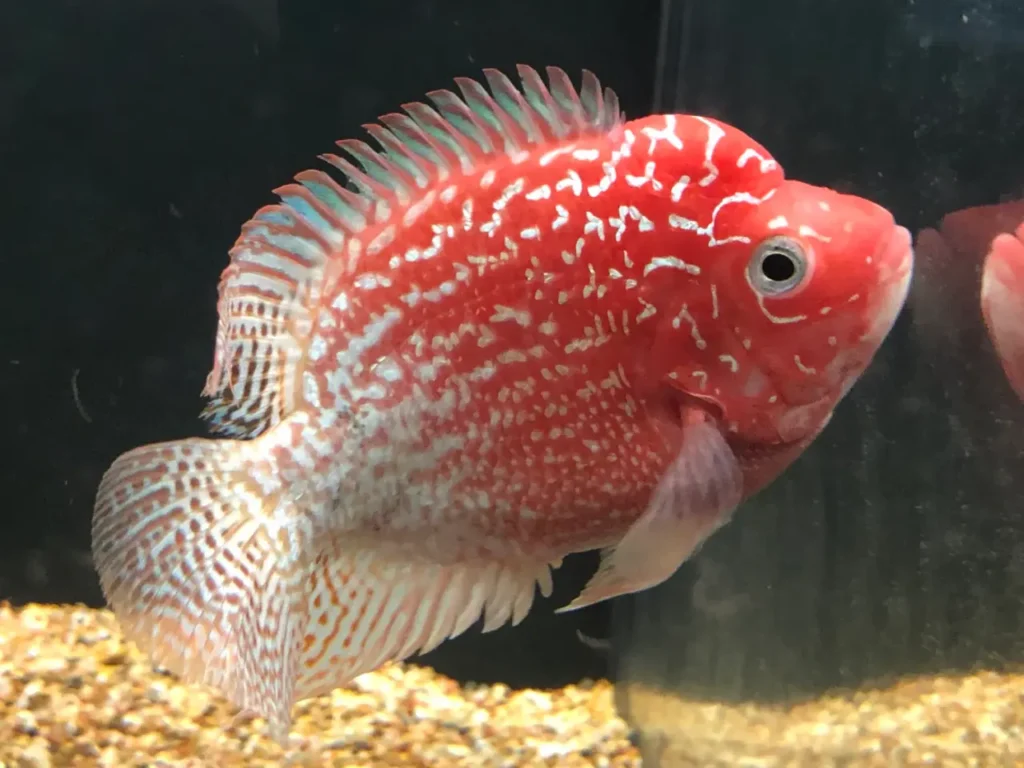 Red Flowerhorn Fish 9