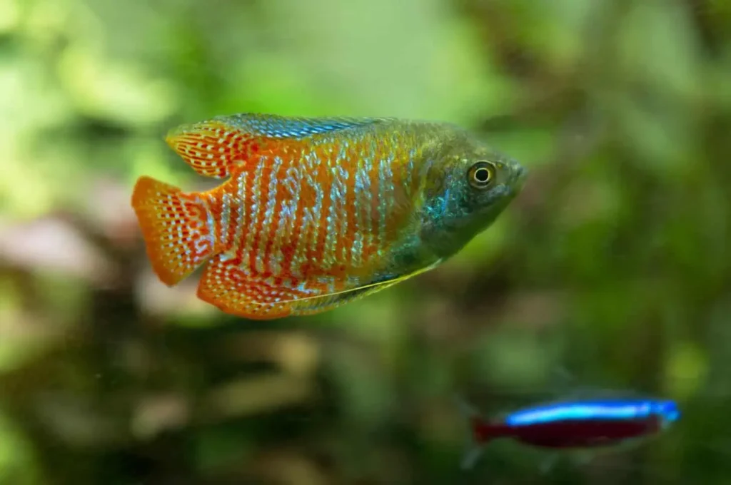 Red-gourami-fish-11