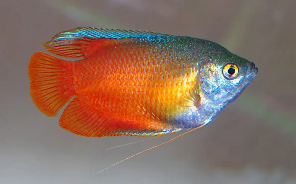 Red-gourami-fish-12