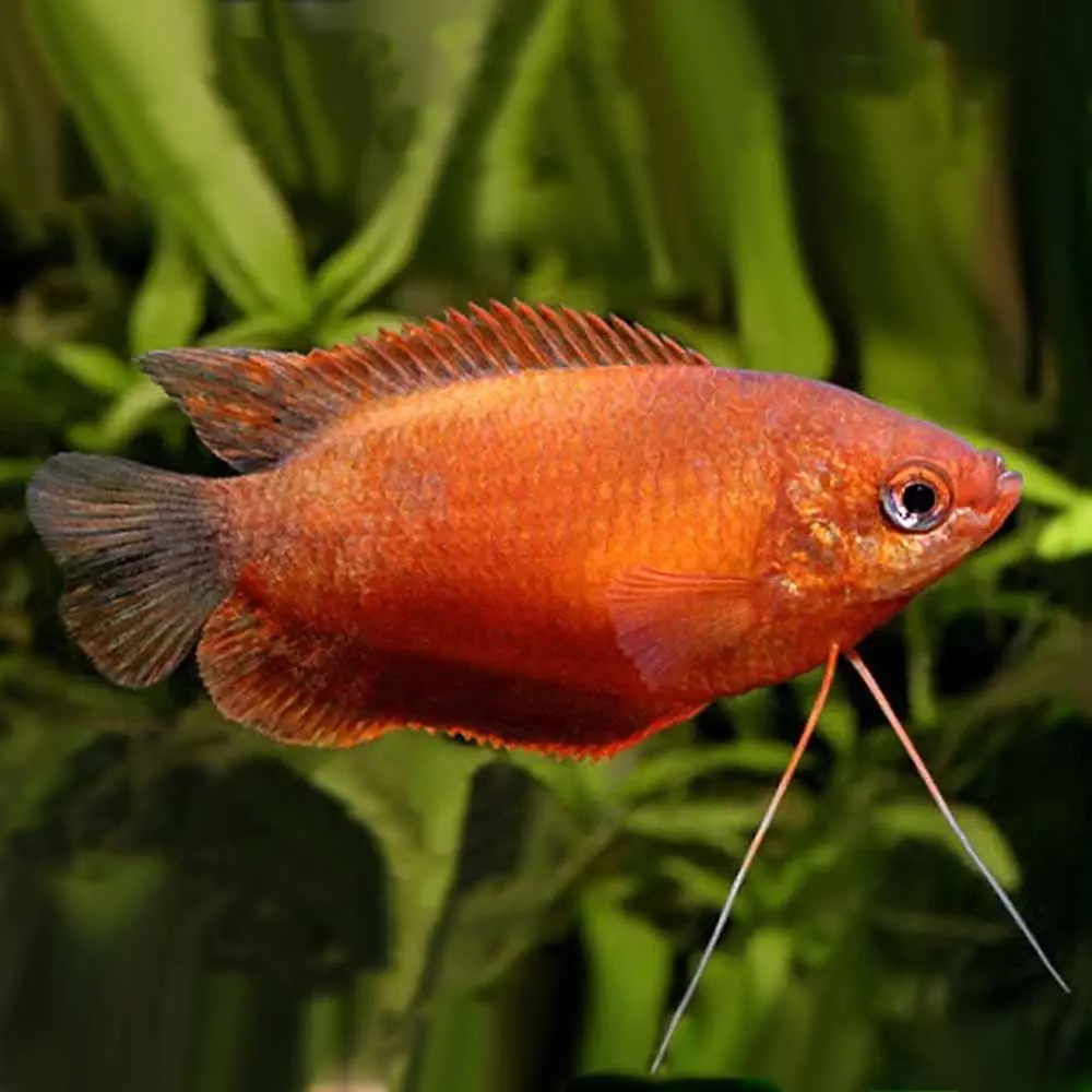 Red-gourami-fish-14