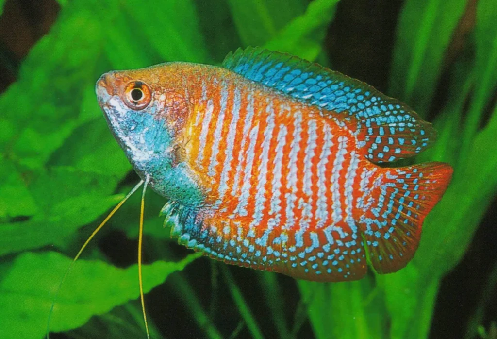 Red-gourami-fish-15