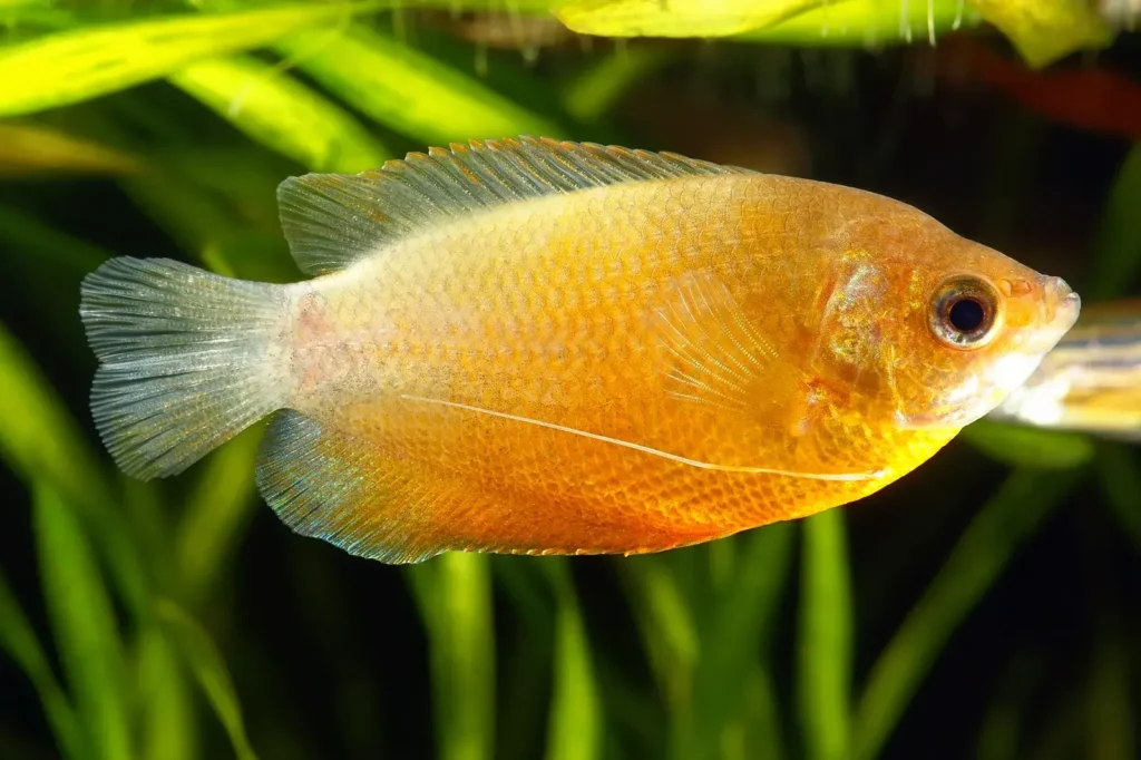 Red-gourami-fish-16