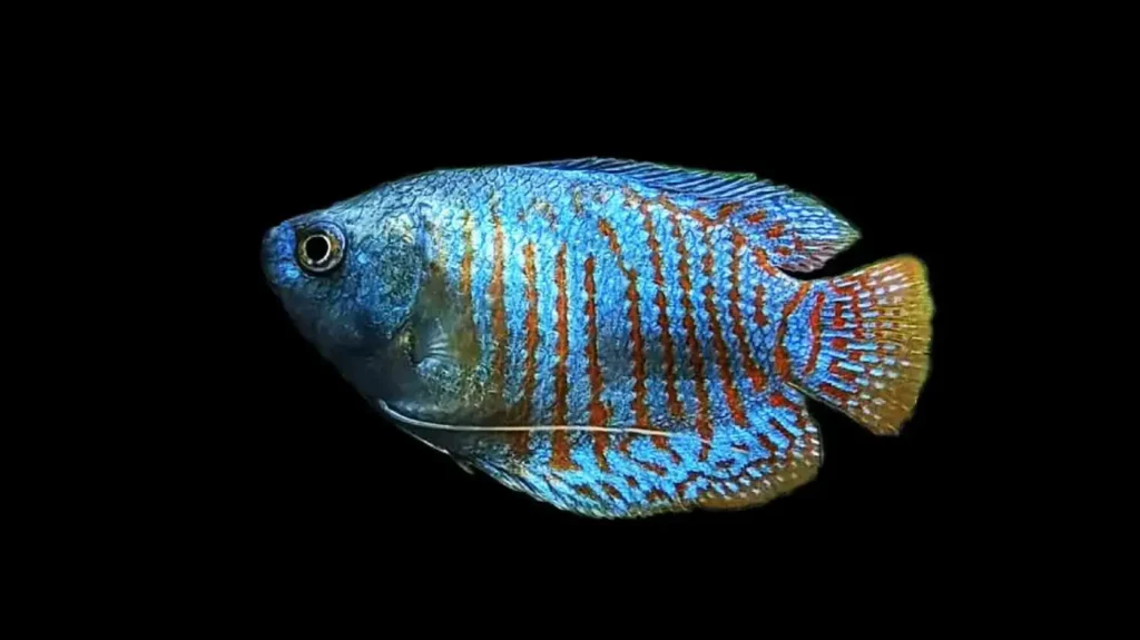 Red-gourami-fish-17