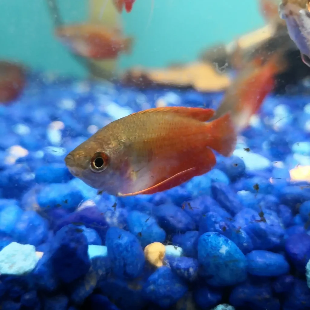 Red-gourami-fish-19