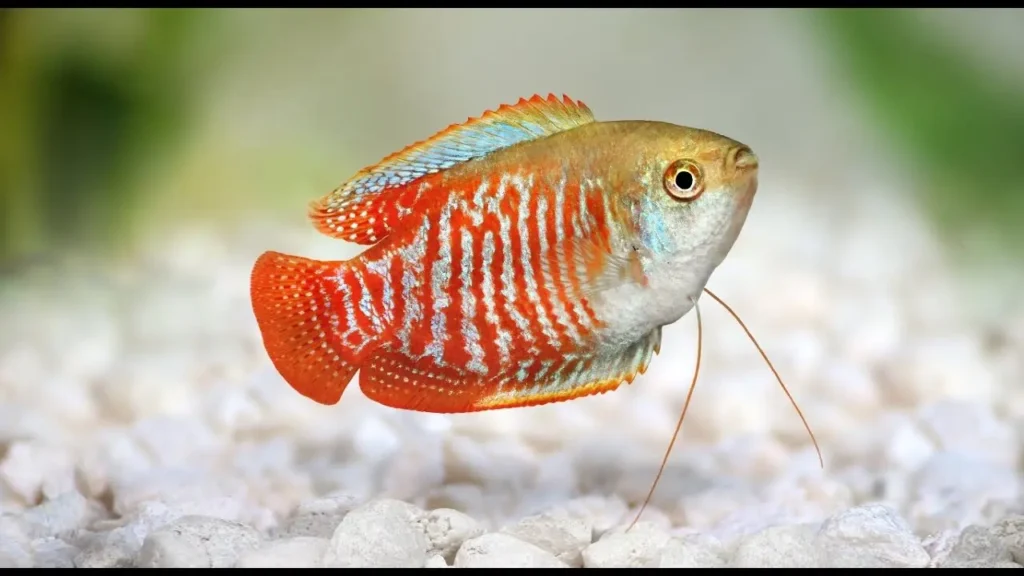 Red-gourami-fish-2