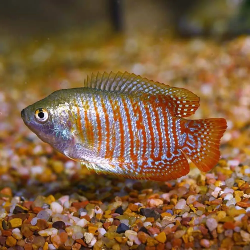 Red-gourami-fish-23