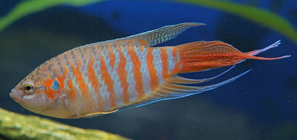 Red-gourami-fish-25