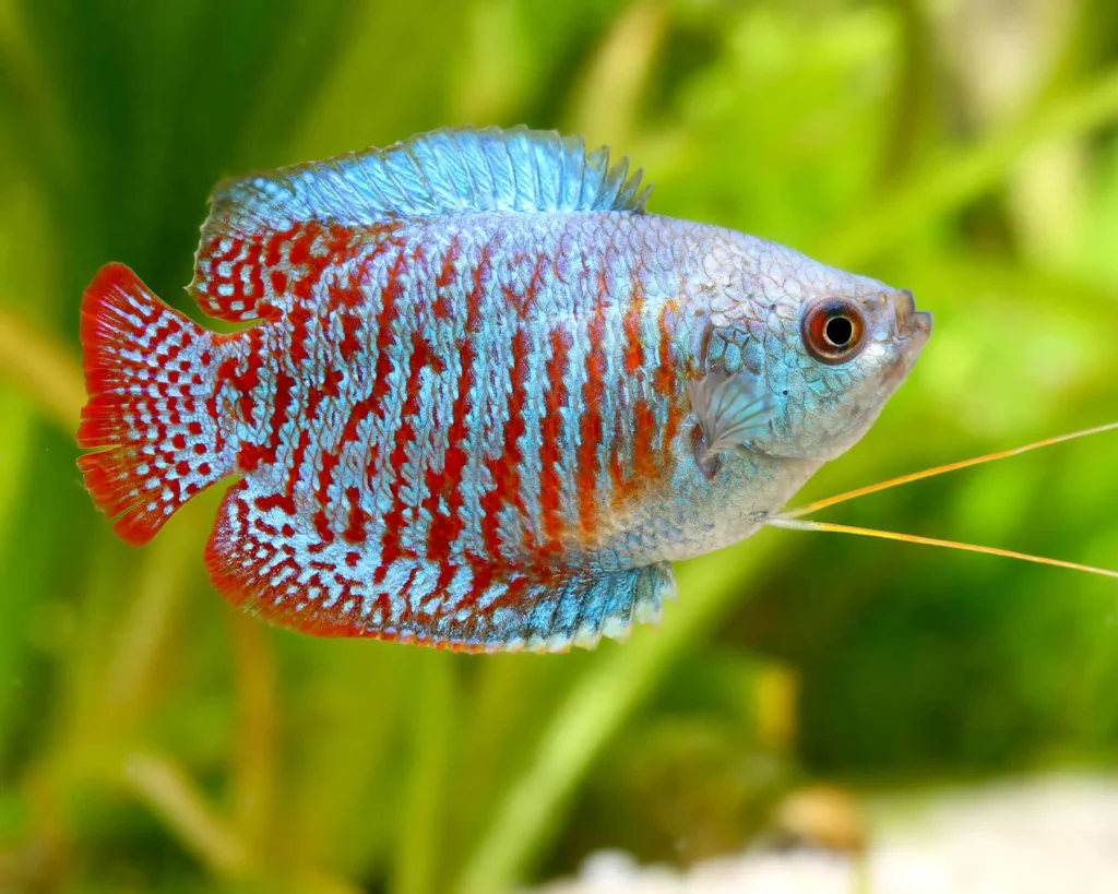 Red-gourami-fish-3