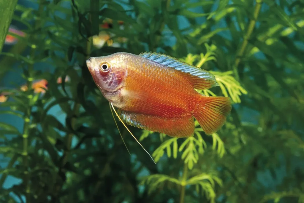 Red-gourami-fish-4