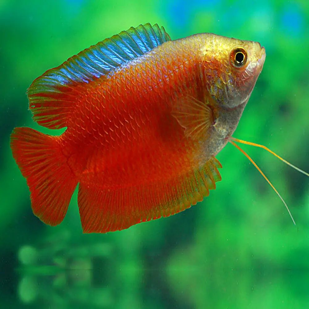 Red-gourami-fish-5