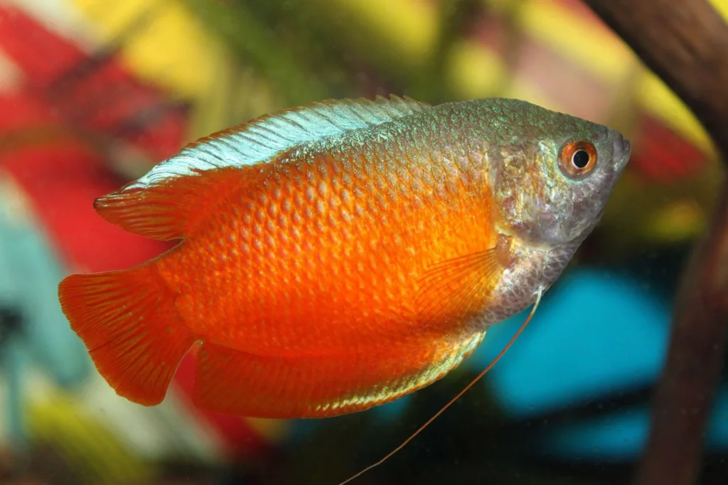 Red-gourami-fish-6