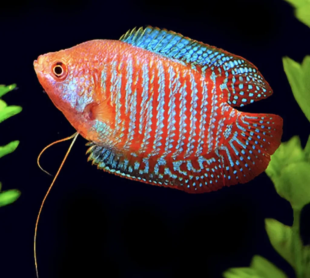 Red-gourami-fish-7