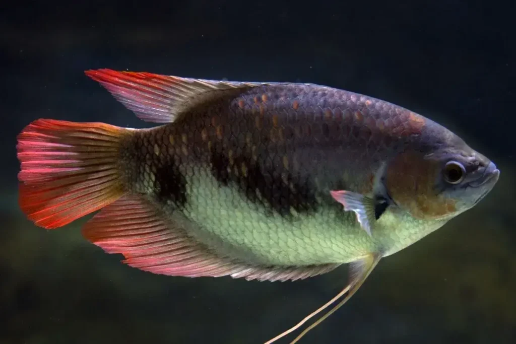 Red-gourami-fish-8