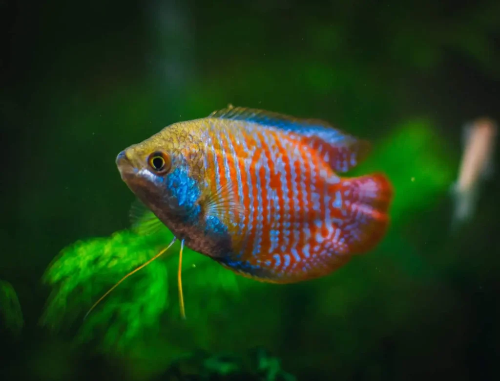 Red-gourami-fish-9