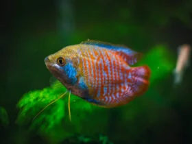 Red-gourami-fish-9