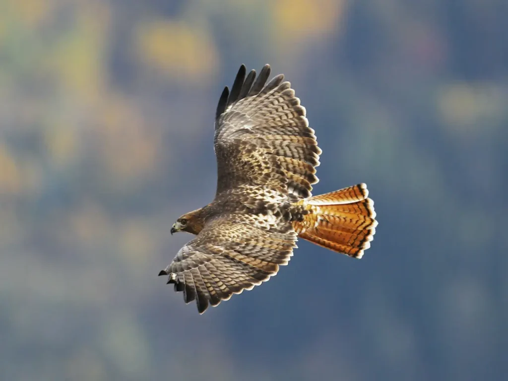 Red-tailed Hawk 12