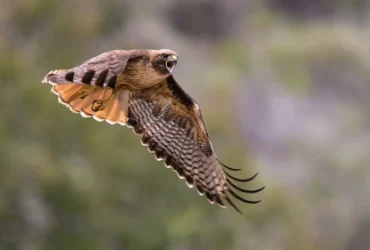 Red-tailed Hawk 18