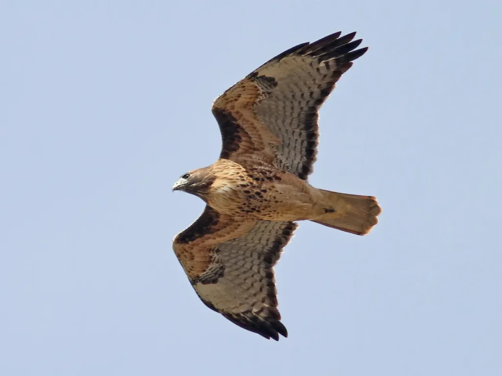 Red-tailed Hawk 5