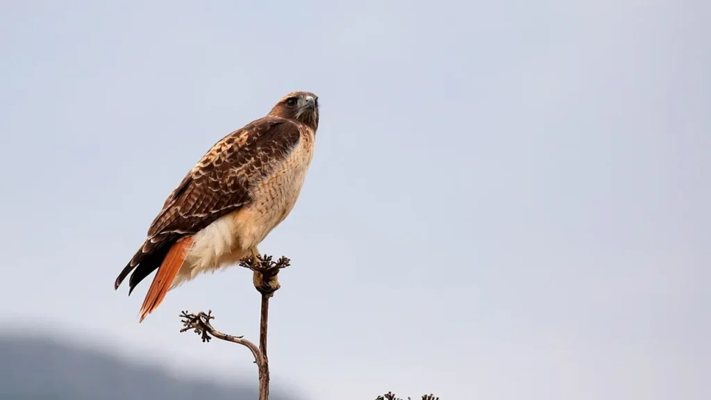 Red-tailed Hawk 7