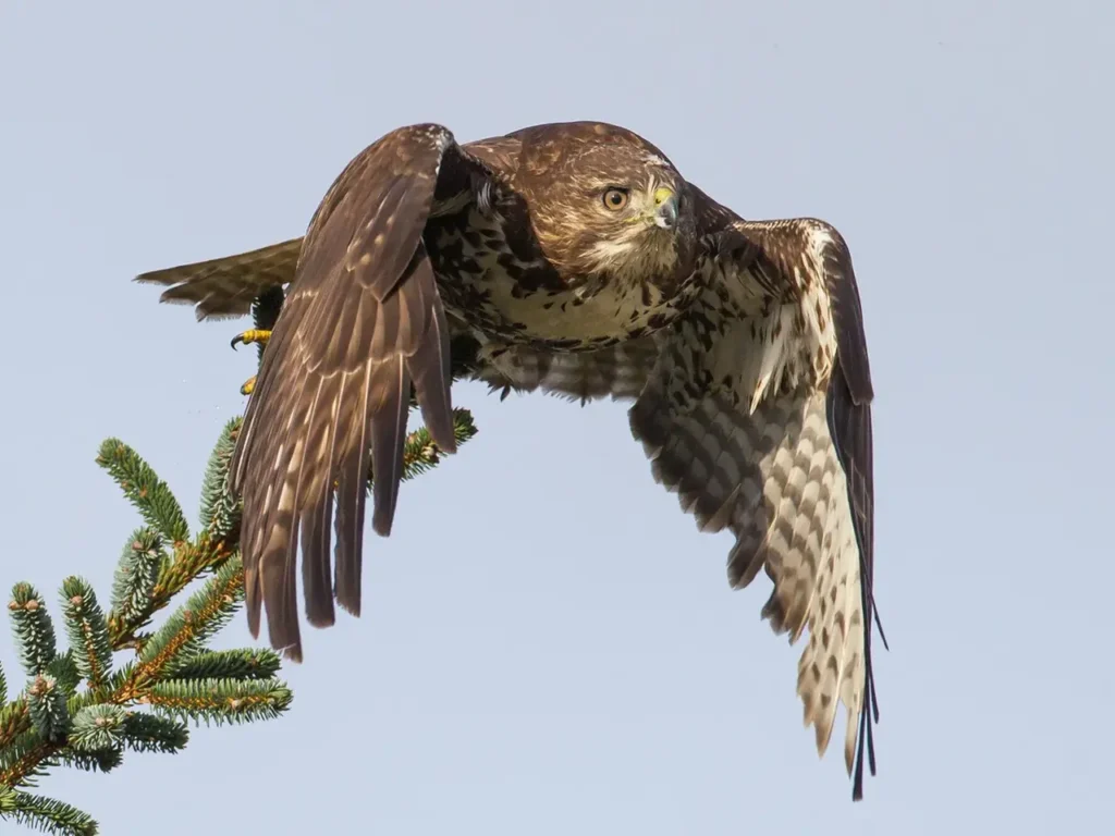 Red-tailed Hawk 9