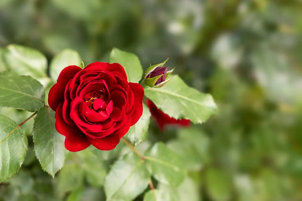 Rose Red (11)